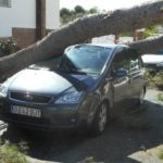 Arbol caído sobre coche